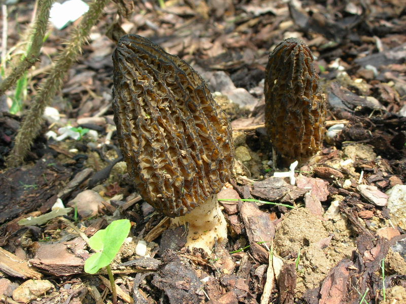 Morchella conica?